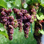 Vinič hroznorodý (Vitis vinifera) ‘SOUVIGNIER GRIS’– výška 70-90 cm, kont. C3L